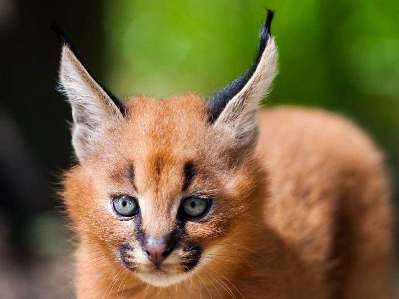 Karakal - kočkovitá šelma v zoo Dvůr Králové nad Labem.