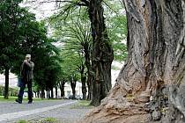 Část akátového stromořadí za sochou T. G. Masaryka v Hradci Králové.