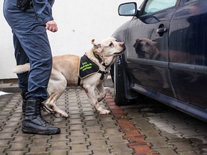 Max - zlatý labradorský retrívr celníků odcházející do důchodu.