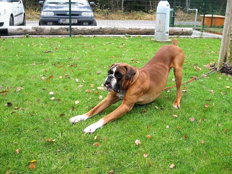 Německý boxer: jméno: Valer, pohlaví: pes, věk: 7let, barva: zlatá, velikost v kohoutku:  57 cm. Pracovní, vhodný do rodiny. Veselý, přátelský nekomplikovaný, oddaný, vychovaný, ovladatelný. Potřebuje v zimním období vytápěný prostor.