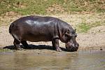 V jezírku u výběhů v Safariparku Dvůr Králové na Labem lze vidět tři hrochy. Jedná se o dvě samice a 33letého samce jménem Mike, který do české zoo přicestoval loni v říjnu z německého Stuttgartu.