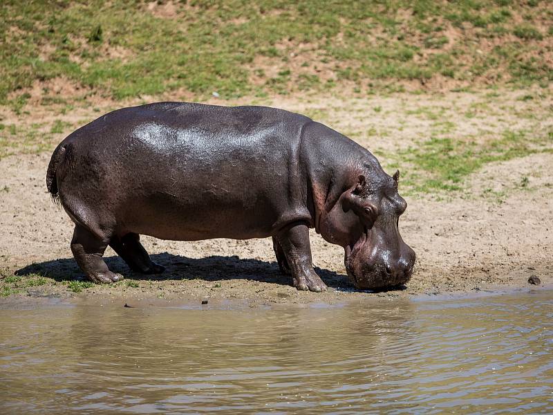 V jezírku u výběhů v Safariparku Dvůr Králové na Labem lze vidět tři hrochy. Jedná se o dvě samice a 33letého samce jménem Mike, který do české zoo přicestoval loni v říjnu z německého Stuttgartu.