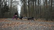 Milovníkům psích spřežení patřil tento víkend v královéhradeckých městských lesích.