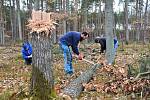 Experimentální archeologové z Archeoparku pravěku Všestary pokračovali v pokusu s kácením replikami kamenných seker z mladší doby kamenné.