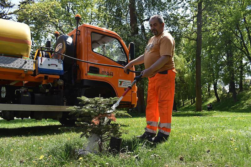 Kvůli nezvyklému suchu musely hradecké technické služby nasadit na zalévání stromků všechny kropící vozy.