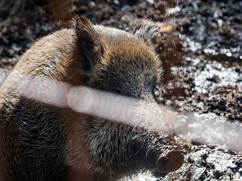 V oboře v hradeckých lesích se divočákům Pepině a Bobovi narodilo deset selátek.