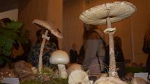 Víc než 500 druhů hub vystavují mykologové v Muzeu východních Čech v Hradci Králové.