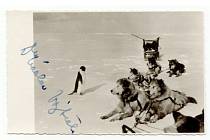 Unikátní snímek Václava Vojtěch s tučňákem a psi. Dnes jsou psi na Antarktidě zakázáni.