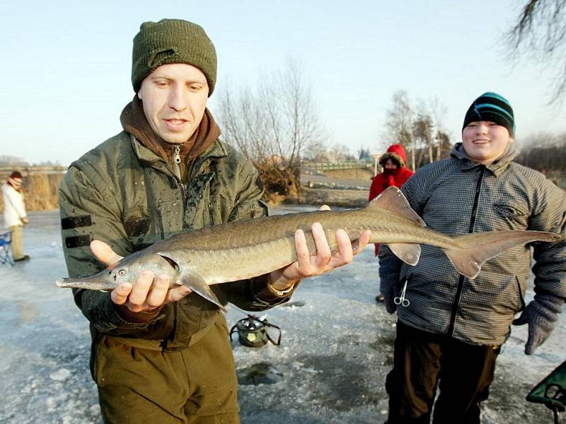 Ani silný mráz neodradil zhruba dvacítku rybářů, kteří si přijeli do Holohlav zachytat ryby na dírkách.