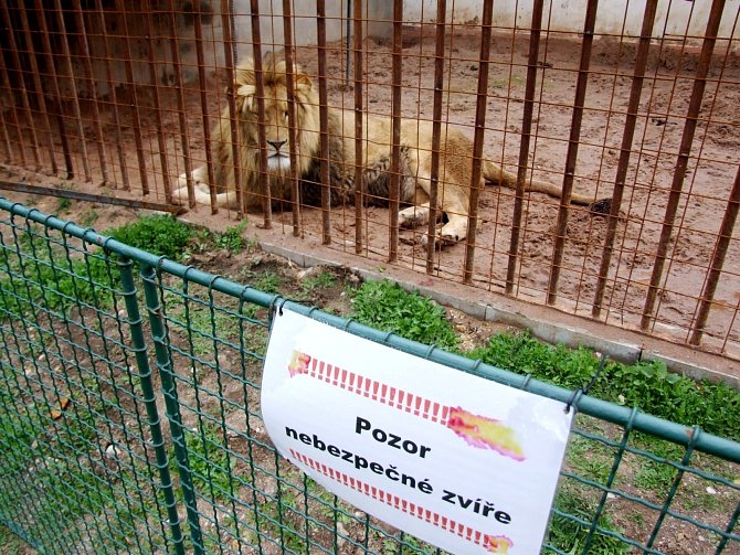 Lev ze soukromé zoologické zahrady. 