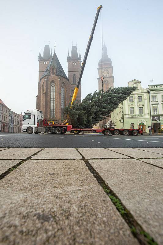 Kácení a převoz vánočního stormu na náměsti v Hradci Králové