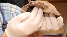 Lidské kosterní pozůstatky nalezené v sobotu při výkopových pracích u rodinného domu v Holohlavech na Královehradecku