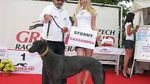 Greyhound Day, svátek greyhoundů na závodišti chrtů v Praskačce u Hradce Králové s Heidi Janků.