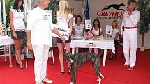 Greyhound Day, svátek greyhoundů na závodišti chrtů v Praskačce u Hradce Králové s Heidi Janků.