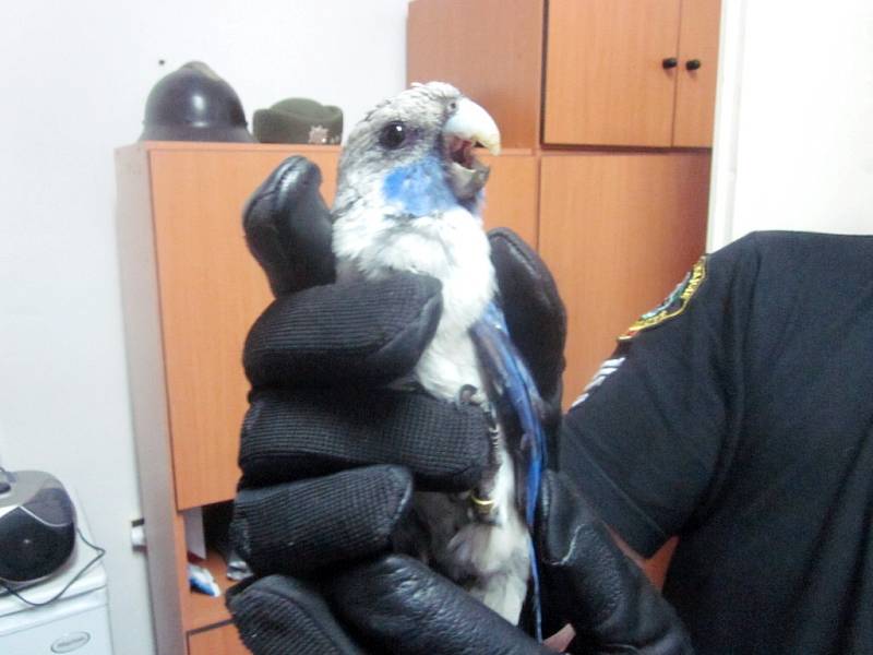 Papoušek na "návštěvě" v kanceláři střážníků.