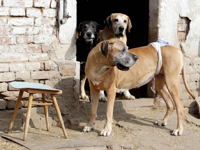 Azylový dvůr pro psy ve Lhotě pod Libčany.