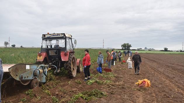 Ucpaná silnice u pole a něm stovky lidí, kteří si přišli nasbírat levnější brambory a cibuli.