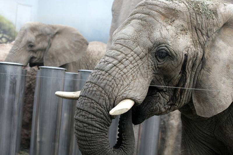 Volby slonic v královédvorské zoologické zahradě.
