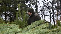 Velký zájem o vánoční stromky zažila v první den prodeje hájovna Marokánka u Hradce Králové. Městské lesy tady nabízejí smrčky, jedle a borovice za výhodné ceny.