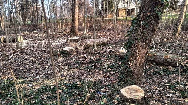 Muž ze Slezského předměstí nechal vykácet 11 vzrostlých stromů v místním parčíku.