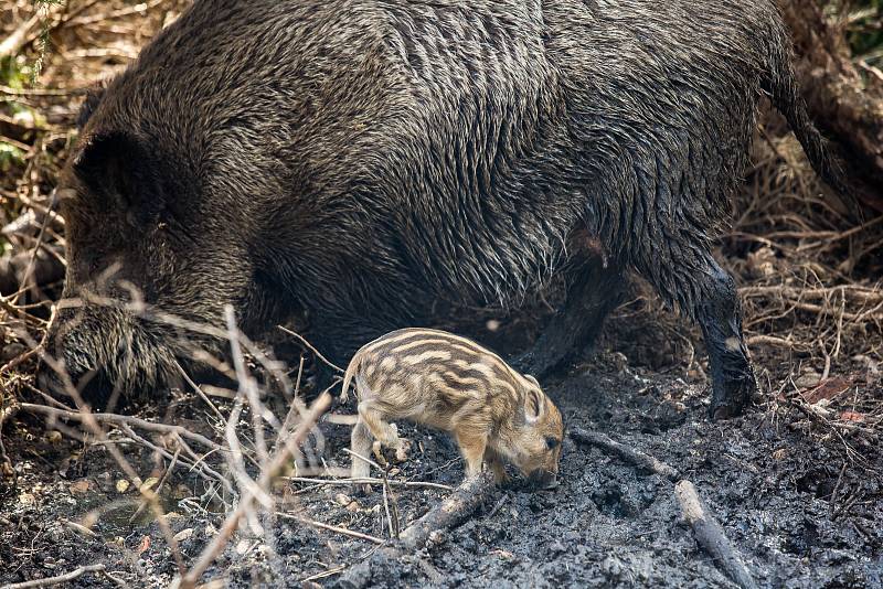 V oboře v hradeckých lesích se divočákům Pepině a Bobovi narodilo deset selátek.