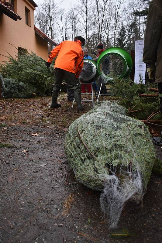 Velký zájem o vánoční stromky zažila v první den prodeje hájovna Marokánka u Hradce Králové. Městské lesy tady nabízejí smrčky, jedle a borovice za výhodné ceny.