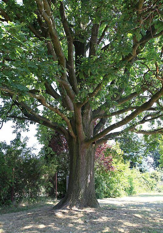 DUB OD JEŘÁBKŮ, Rohovládová Bělá na Pardubicku. Dub je 200 let starý a kmen dosahuje v obvodu úctyhodných 310 cm. Pokud chcete dát hlas tomuto stromu, hlasujte pro něj formou SMS ve tvaru DMS STROM8.