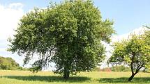 BĚSTVINSKÁ JABLOŇ, Běstvina u Dobrušky. Jabloň je 150 let stará, 12 metrů vysoká a obvod kmene dosahuje 277 centimetrů. Líbí–li se vám tento strom, hlasujte pro něj SMS ve tvaru DMS STROM2.