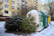 V Náchodě na Běloveské se o víkendu objevily u kontejnerů první odstrojené vánoční stromky. Odvážet je budou technické služby.