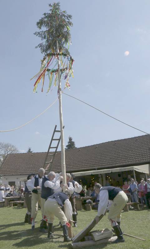 Stavění máje všem pannám hradeckým na Šrámkově statku v královéhradeckých Pileticích.