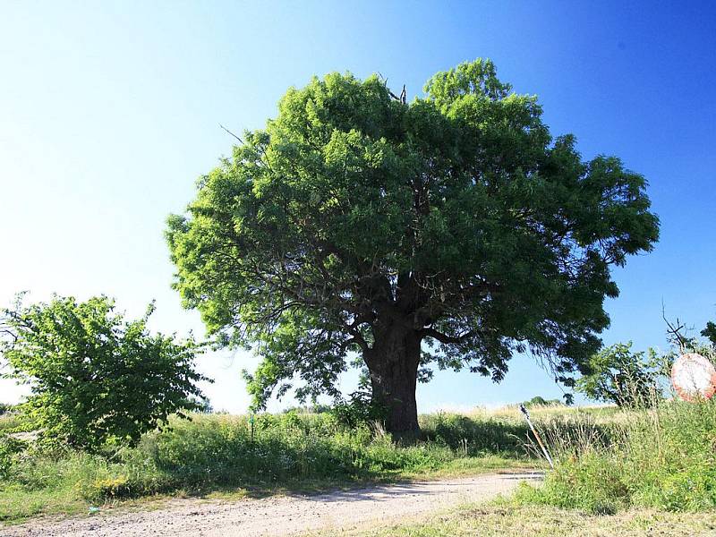 JASAN U STARÉHO BYDŽOVA, Starý Bydžov na Královéhradecku. Jasan je 250 let starý, 20 metrů vysoký a v obvodu má 660 centimetrů. Pokud vás zaujal tento strom, hlasujte pro něj SMS ve tvaru DMS STROM1.