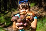 Za houbami můžete vyrazit nejen do lesa, ale i do Muzea východních Čech