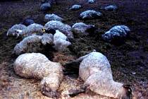 Mrtvé ovce na pastvinách.