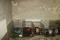 Až šest let vězení za týrání psů v množírně hrozí páru z Hradecka.