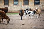 Sucho ohrožuje farmáře, kteří nebudou mít dostatek potravy pro zvířata.