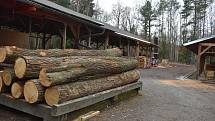 Češi se vrací k topení dřevem. Zájem o ně roste a samotné dřevo zdražuje. Například v Městských lesích Hradec Králové.
