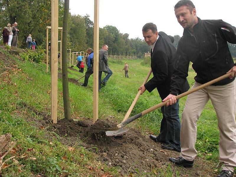 Díky nové tradici bude nyní v Chlumci nad Cidlinou po každém narození dítěte vysazen strom