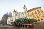 Kácení a převoz vánočního stormu na náměsti v Hradci Králové