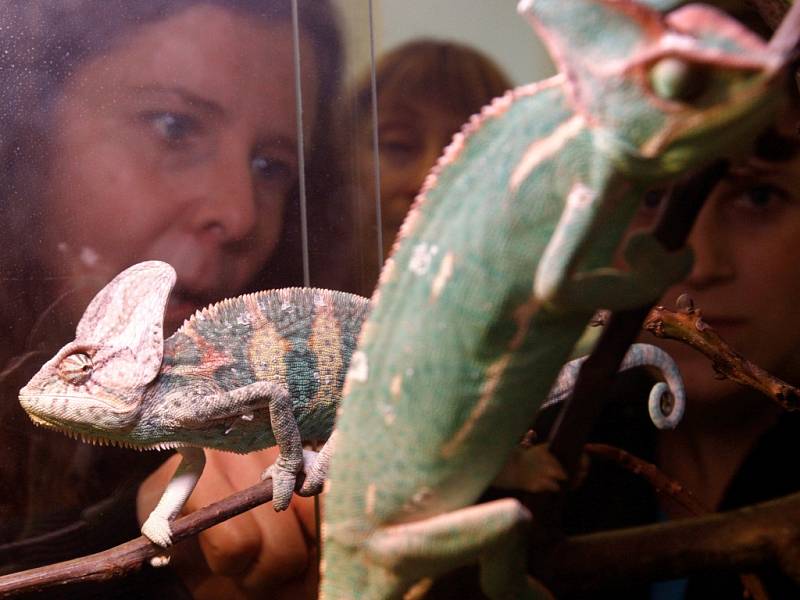 Středisko praxe malých zvířat ve Střední odborné škole veterinární v hradeckých Kuklenách.