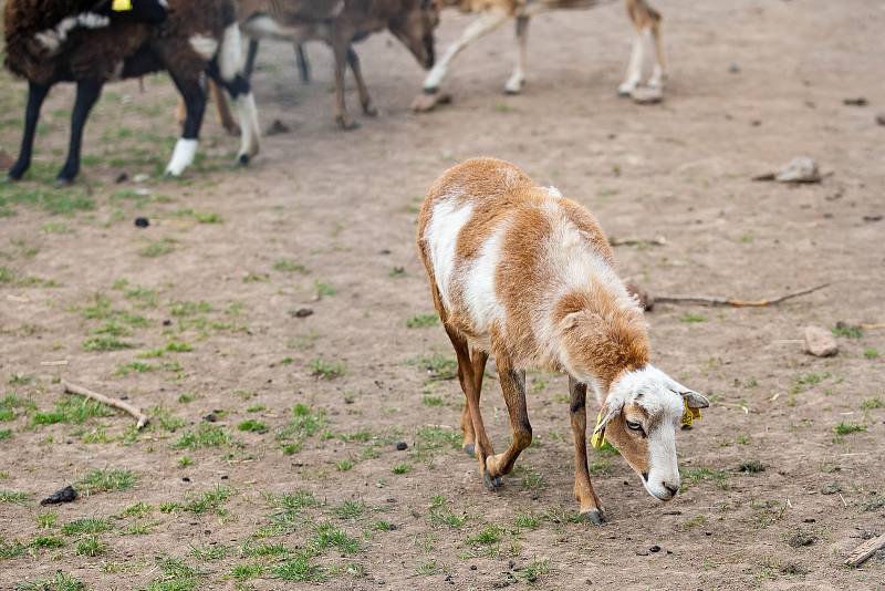 Sucho ohrožuje farmáře, kteří nebudou mít dostatek potravy pro zvířata.