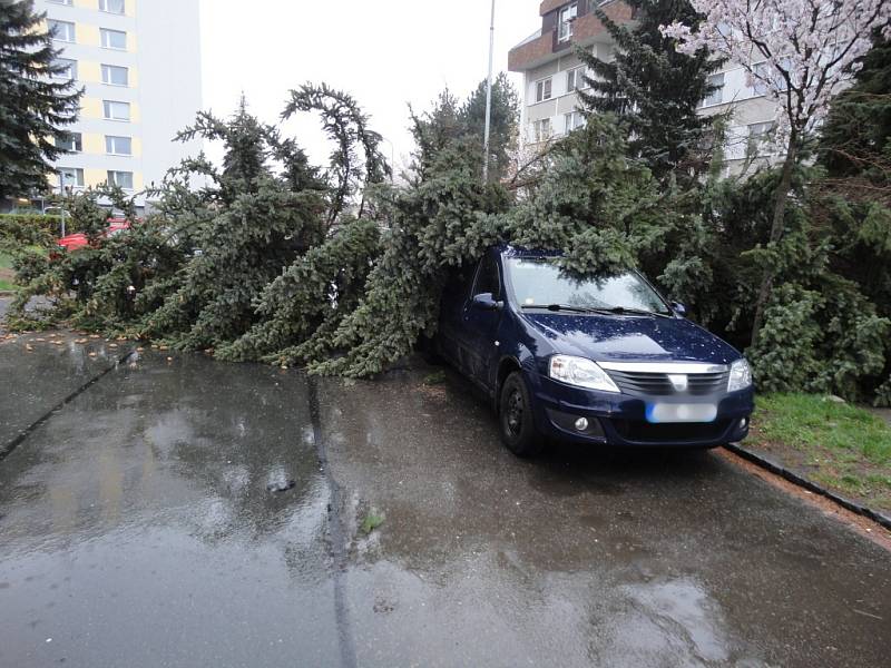 Spadlý strom v hradecké ulici K Sokolovně.