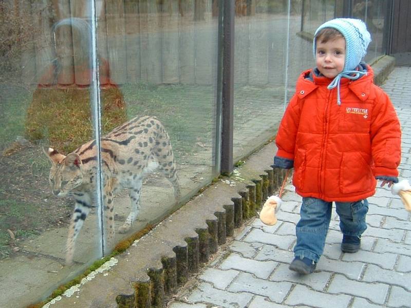 Rodina Lukáše Roflíka z Hradce bude požadovat po Divadle Drak, kde se nehoda odehrála, bolestné a další náklady na léčbu.