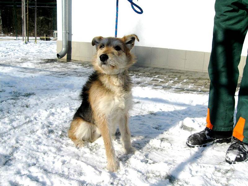 Kříženec: jméno: Snowy, pohlaví: pes, věk: 2 roky, barva: šedohnědá, velikost v kohoutku:  45 cm. Zpočátku nejistý, přitom ukázněný, radostný, přátelský kříženec, vhodný jako společník do klidného domácího prostředí, nejlépe k domku se zahradou.