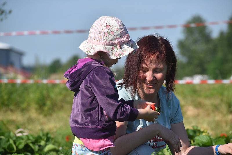 Stovky lidí využily v Pileticích u Hradce Králové samosběr jahod.