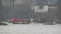 Hasiči zachránili osm koní ze zaplavené louky v Blešně (16. ledna 2011).