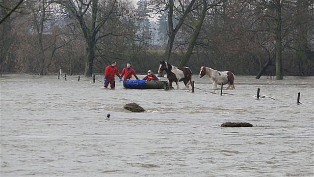 Hasiči zachránili osm koní ze zaplavené louky v Blešně (16. ledna 2011).