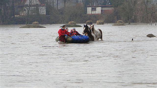 Hasiči zachránili osm koní ze zaplavené louky v Blešně (16. ledna 2011).