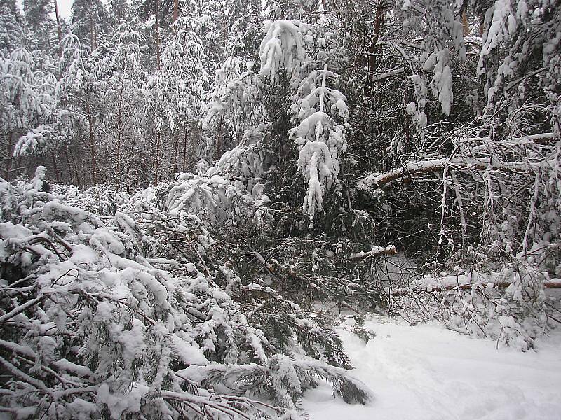 Novohradským lesům kvanta sněhu spadlá v průběhu ledna hodně ublížila. Nejvíce zasaženy jsou mladé porosty. 