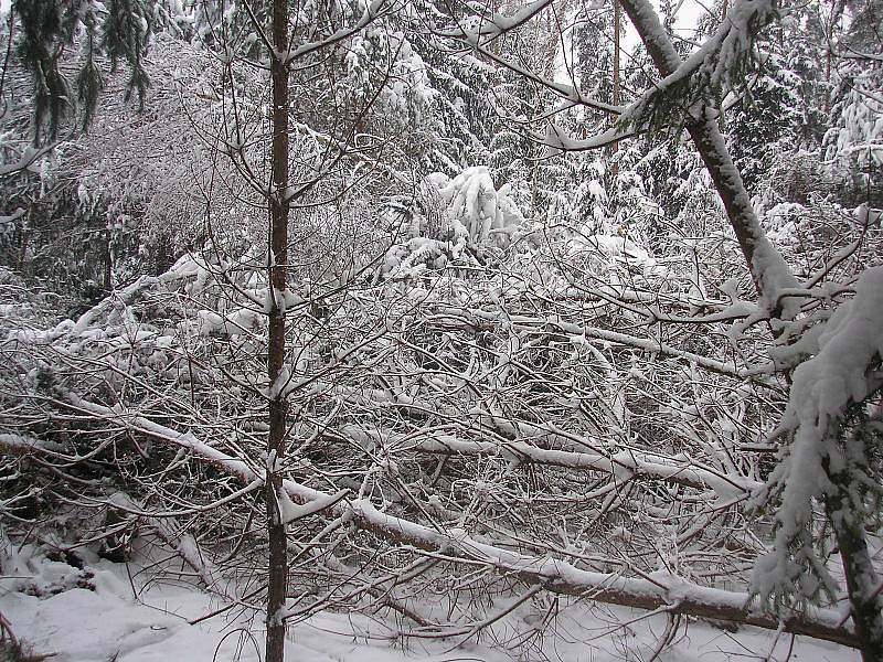 Novohradským lesům kvanta sněhu spadlá v průběhu ledna hodně ublížila. Nejvíce zasaženy jsou mladé porosty. 