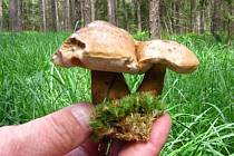 Snem houbařů je pořádné množství hub, přičemž některé mají skutečně neobvyklý tvar.